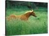 Young Stallion Runs Through a Meadow of Tall Grass, Montana, USA-Gayle Harper-Stretched Canvas