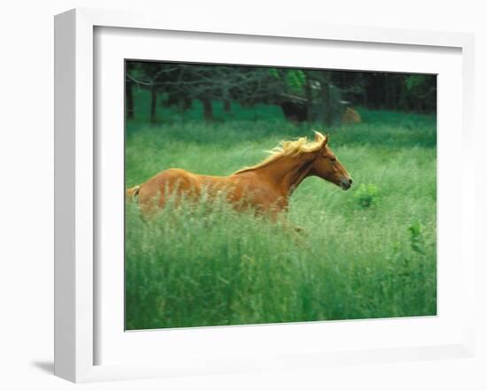 Young Stallion Runs Through a Meadow of Tall Grass, Montana, USA-Gayle Harper-Framed Premium Photographic Print