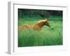 Young Stallion Runs Through a Meadow of Tall Grass, Montana, USA-Gayle Harper-Framed Premium Photographic Print