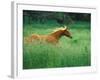 Young Stallion Runs Through a Meadow of Tall Grass, Montana, USA-Gayle Harper-Framed Photographic Print