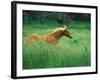 Young Stallion Runs Through a Meadow of Tall Grass, Montana, USA-Gayle Harper-Framed Photographic Print