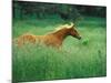 Young Stallion Runs Through a Meadow of Tall Grass, Montana, USA-Gayle Harper-Mounted Photographic Print