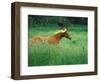 Young Stallion Runs Through a Meadow of Tall Grass, Montana, USA-Gayle Harper-Framed Photographic Print