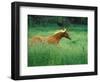 Young Stallion Runs Through a Meadow of Tall Grass, Montana, USA-Gayle Harper-Framed Photographic Print