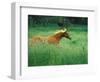 Young Stallion Runs Through a Meadow of Tall Grass, Montana, USA-Gayle Harper-Framed Photographic Print