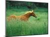 Young Stallion Runs Through a Meadow of Tall Grass, Montana, USA-Gayle Harper-Mounted Photographic Print