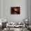 Young Star Surrounded by a Dusty Protoplanetary Disk-Stocktrek Images-Photographic Print displayed on a wall