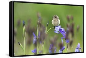 Young Stonechat (Saxicola Torquatus) Sitting on Siberian Iris, Eastern Slovakia, Europe, May-Wothe-Framed Stretched Canvas