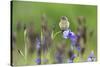 Young Stonechat (Saxicola Torquatus) Sitting on Siberian Iris, Eastern Slovakia, Europe, May-Wothe-Stretched Canvas