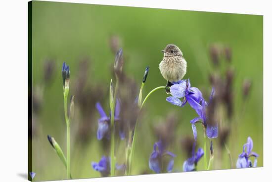 Young Stonechat (Saxicola Torquatus) Sitting on Siberian Iris, Eastern Slovakia, Europe, May-Wothe-Stretched Canvas