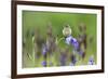 Young Stonechat (Saxicola Torquatus) Sitting on Siberian Iris, Eastern Slovakia, Europe, May-Wothe-Framed Photographic Print