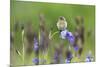 Young Stonechat (Saxicola Torquatus) Sitting on Siberian Iris, Eastern Slovakia, Europe, May-Wothe-Mounted Photographic Print