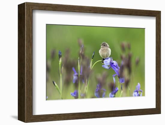 Young Stonechat (Saxicola Torquatus) Sitting on Siberian Iris, Eastern Slovakia, Europe, May-Wothe-Framed Photographic Print