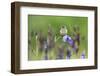 Young Stonechat (Saxicola Torquatus) Sitting on Siberian Iris, Eastern Slovakia, Europe, May-Wothe-Framed Photographic Print