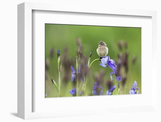 Young Stonechat (Saxicola Torquatus) Sitting on Siberian Iris, Eastern Slovakia, Europe, May-Wothe-Framed Photographic Print