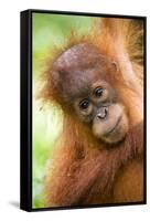 Young Sumatran Orangutan-Tony Camacho-Framed Stretched Canvas