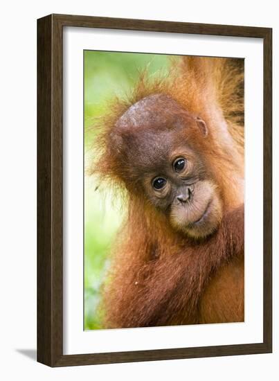 Young Sumatran Orangutan-Tony Camacho-Framed Photographic Print