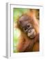 Young Sumatran Orangutan-Tony Camacho-Framed Photographic Print