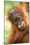 Young Sumatran Orangutan-Tony Camacho-Mounted Photographic Print