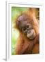 Young Sumatran Orangutan-Tony Camacho-Framed Photographic Print