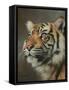 Young Sumatran Tiger Portrait-David Stribbling-Framed Stretched Canvas