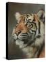 Young Sumatran Tiger Portrait-David Stribbling-Stretched Canvas