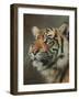 Young Sumatran Tiger Portrait-David Stribbling-Framed Art Print