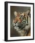 Young Sumatran Tiger Portrait-David Stribbling-Framed Art Print