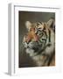 Young Sumatran Tiger Portrait-David Stribbling-Framed Art Print