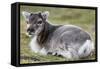 Young Svalbard Reindeer (Fratercula Arctica) Lying on Ground, Svalbard, Norway, July 2008-de la-Framed Stretched Canvas