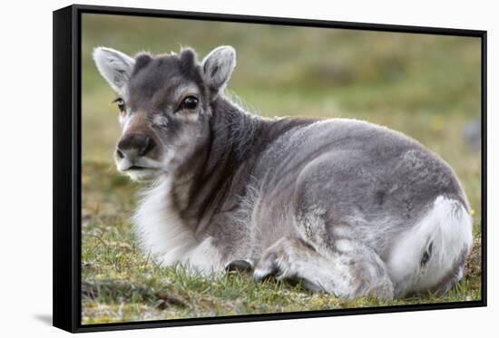 Young Svalbard Reindeer (Fratercula Arctica) Lying on Ground, Svalbard, Norway, July 2008-de la-Framed Stretched Canvas