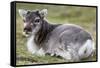 Young Svalbard Reindeer (Fratercula Arctica) Lying on Ground, Svalbard, Norway, July 2008-de la-Framed Stretched Canvas