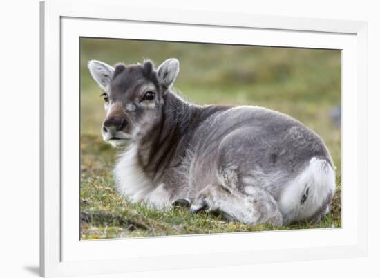 Young Svalbard Reindeer (Fratercula Arctica) Lying on Ground, Svalbard, Norway, July 2008-de la-Framed Photographic Print