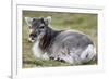 Young Svalbard Reindeer (Fratercula Arctica) Lying on Ground, Svalbard, Norway, July 2008-de la-Framed Photographic Print