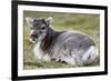 Young Svalbard Reindeer (Fratercula Arctica) Lying on Ground, Svalbard, Norway, July 2008-de la-Framed Photographic Print