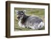 Young Svalbard Reindeer (Fratercula Arctica) Lying on Ground, Svalbard, Norway, July 2008-de la-Framed Photographic Print