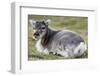 Young Svalbard Reindeer (Fratercula Arctica) Lying on Ground, Svalbard, Norway, July 2008-de la-Framed Photographic Print