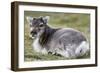 Young Svalbard Reindeer (Fratercula Arctica) Lying on Ground, Svalbard, Norway, July 2008-de la-Framed Photographic Print