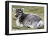 Young Svalbard Reindeer (Fratercula Arctica) Lying on Ground, Svalbard, Norway, July 2008-de la-Framed Photographic Print