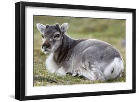 Young Svalbard Reindeer (Fratercula Arctica) Lying on Ground, Svalbard, Norway, July 2008-de la-Framed Photographic Print