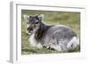 Young Svalbard Reindeer (Fratercula Arctica) Lying on Ground, Svalbard, Norway, July 2008-de la-Framed Photographic Print