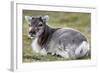 Young Svalbard Reindeer (Fratercula Arctica) Lying on Ground, Svalbard, Norway, July 2008-de la-Framed Photographic Print