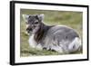 Young Svalbard Reindeer (Fratercula Arctica) Lying on Ground, Svalbard, Norway, July 2008-de la-Framed Photographic Print