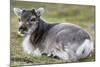 Young Svalbard Reindeer (Fratercula Arctica) Lying on Ground, Svalbard, Norway, July 2008-de la-Mounted Photographic Print