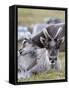 Young Svalbard Reindeer Rubbing its Head on Adults Back, Svalbard, Norway, July-de la-Framed Stretched Canvas