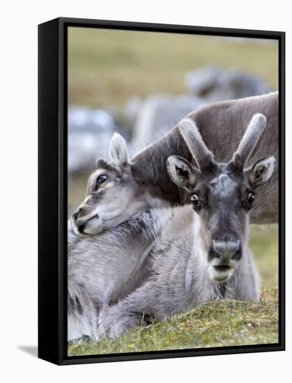 Young Svalbard Reindeer Rubbing its Head on Adults Back, Svalbard, Norway, July-de la-Framed Stretched Canvas