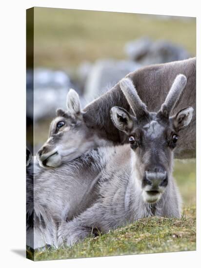 Young Svalbard Reindeer Rubbing its Head on Adults Back, Svalbard, Norway, July-de la-Stretched Canvas