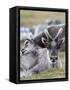 Young Svalbard Reindeer Rubbing its Head on Adults Back, Svalbard, Norway, July-de la-Framed Stretched Canvas