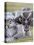 Young Svalbard Reindeer Rubbing its Head on Adults Back, Svalbard, Norway, July-de la-Stretched Canvas