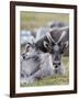 Young Svalbard Reindeer Rubbing its Head on Adults Back, Svalbard, Norway, July-de la-Framed Photographic Print